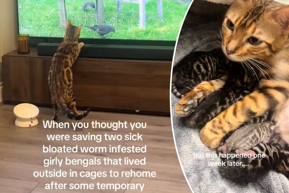 Mujer rescata gatos de una cría de horror: poco después, otro shock.