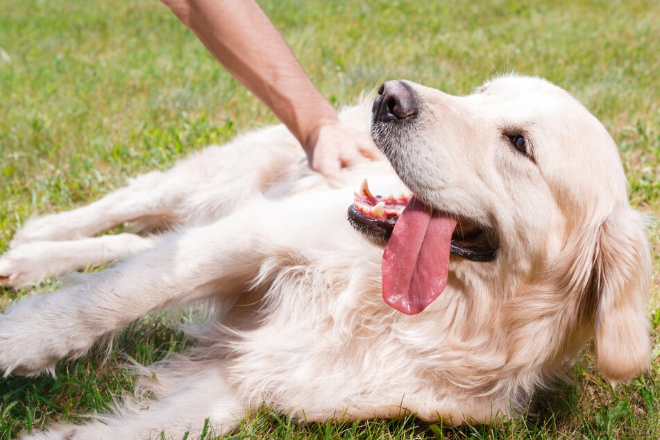 Hunde richtig streicheln: Wie man leichtsinnige Fehler vermeidet