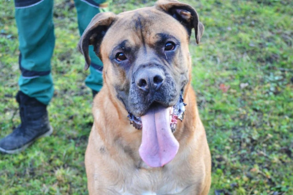 Bullmastiff-Mix Dobby (4) lebt seit etwa drei Monaten im Berliner Tierheim.
