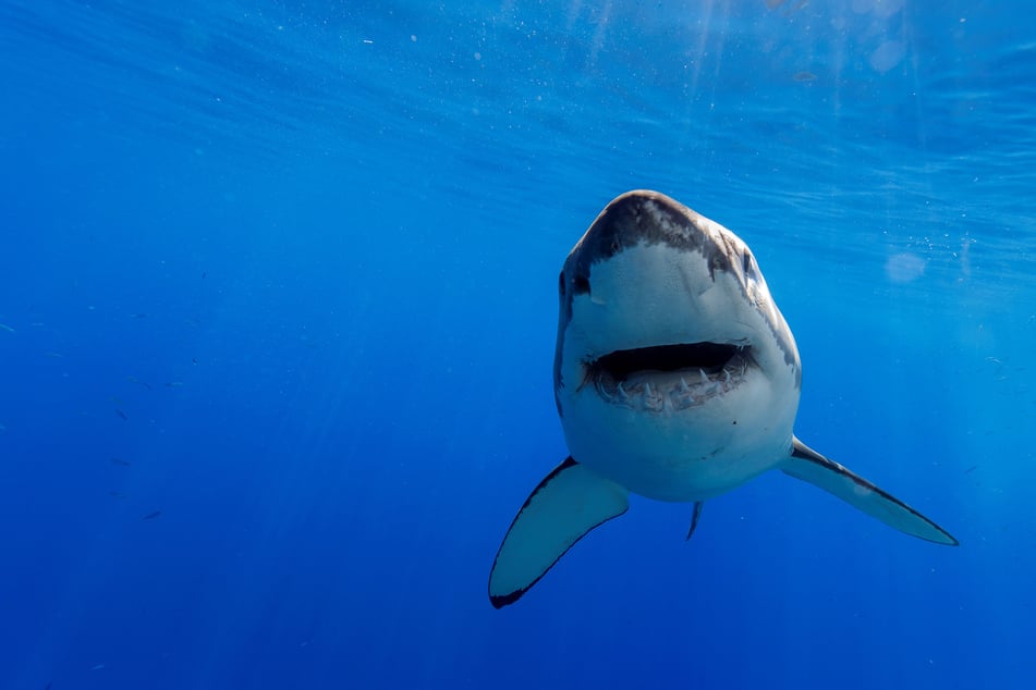 Shark attacks are very rare in New Zealand (stock image).