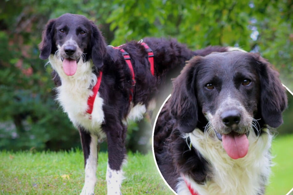 Sanfter Hund sucht besondere Menschen: Münsterländer-Mix Stormy hofft auf Happy End