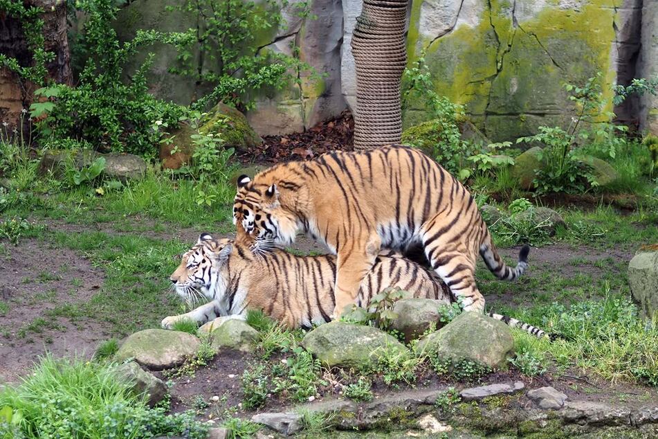 Kurz nach dem Verlust ihrer Jungtiere paarten sich die Tiger im Zoo Leipzig wieder. Die Pfleger hoffen und sind optimistisch, dass Tigerdame Yushka wichtige Erfahrungen gesammelt hat und beim nächsten Wurf davon profitieren wird. (Archivfoto)