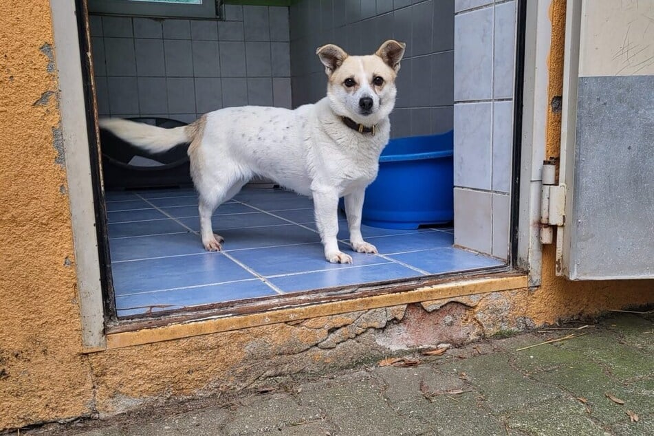 Milka wurde am 21. März im Tierheim abgegeben.