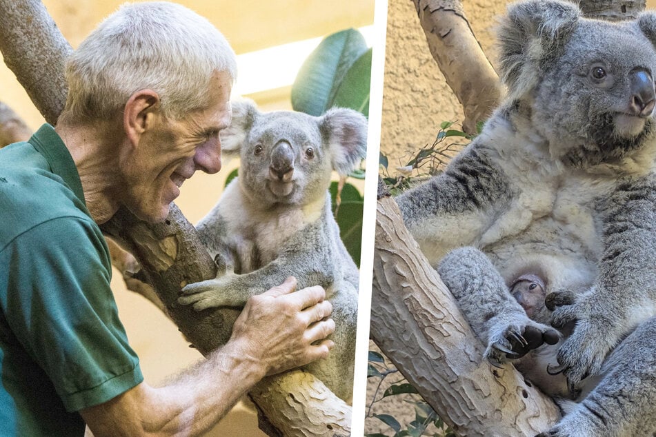 So süß! Erstmals zeigt sich Dresdens kleiner Zoo-Koala