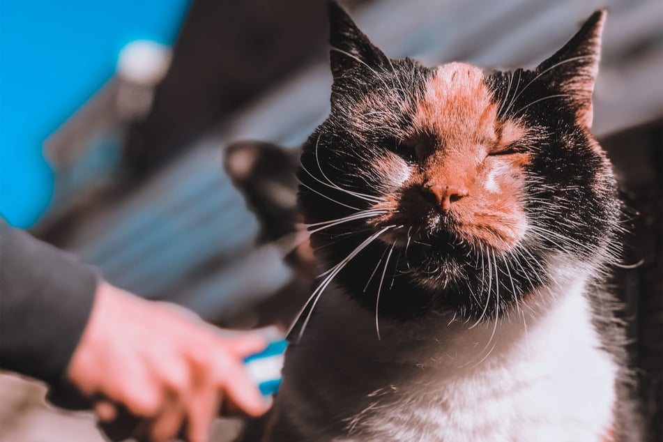 Some cats hate being brushed, others love being brushed.