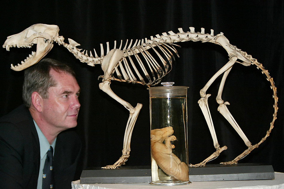 Researchers have studied the skeleton of a Tasmanian tiger (or Thylacine), which was declared extinct in 1936, and a 130-year-old thylacine female pup specimen preserved in ethanol. A team of researchers has successfully replicated DNA from the pup specimen and now hope to "resurrect" the extinct species