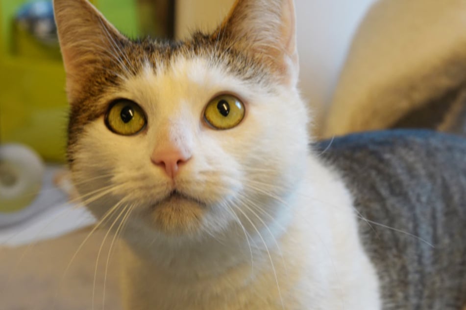 Koda sucht ein Zuhause ...