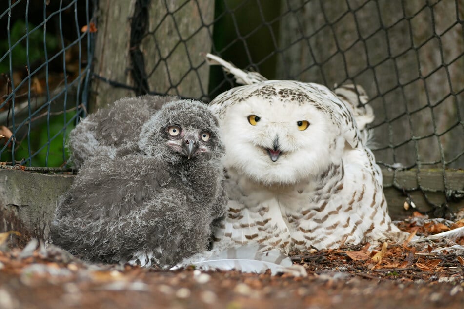 Das Schneeeulenpaar des Zoos in Hoyerswerda durfte sich zum ersten Mal über Nachwuchs freuen.