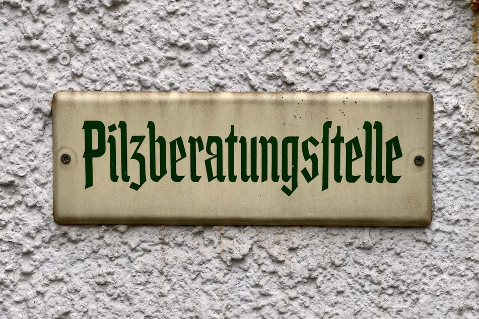 Hier klingeln Sachsens Pilzsammler mit vollen Körben.