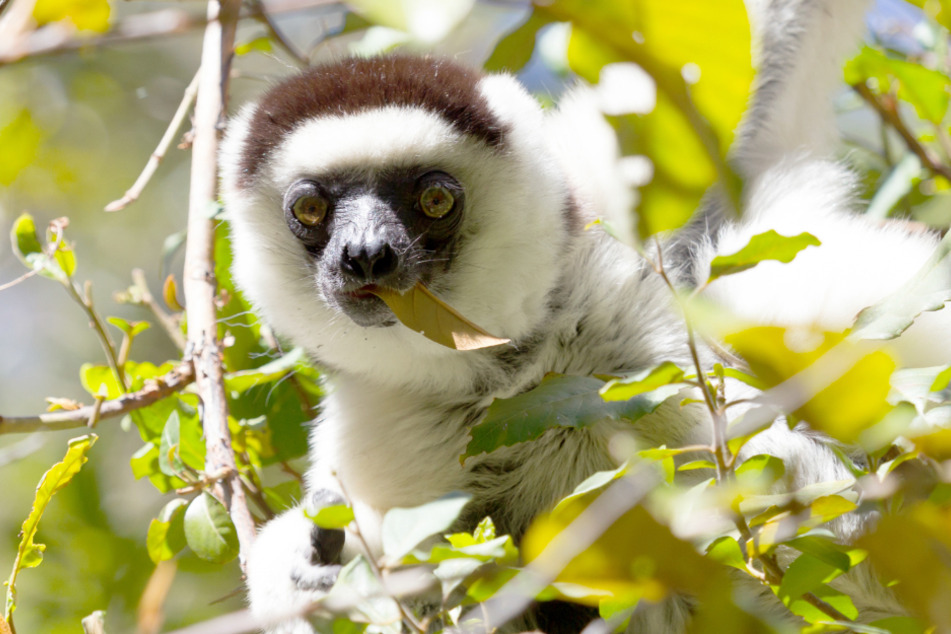 Sifakas können dank ihrer kräftigen Hinterbeine von Baum zu Baum springen. (Symbolbild)