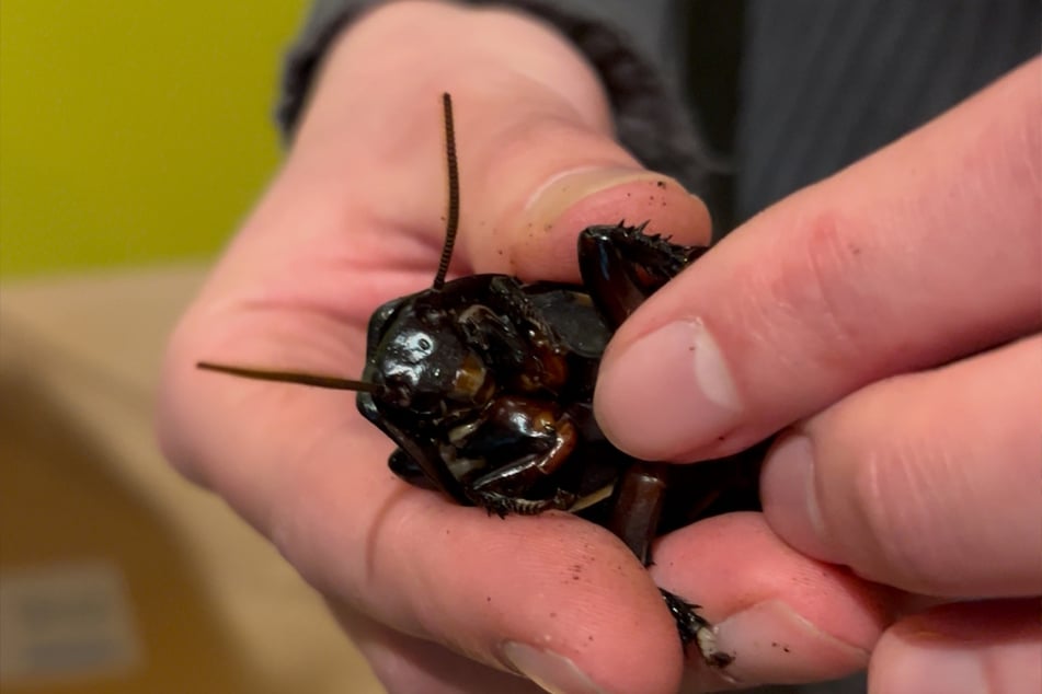 Ob fauchend oder nicht: Die Ausstellung und insbesondere der Fütterungsfreitag überzeugen auch den größten Skeptiker von der Bedeutung der Insekten.