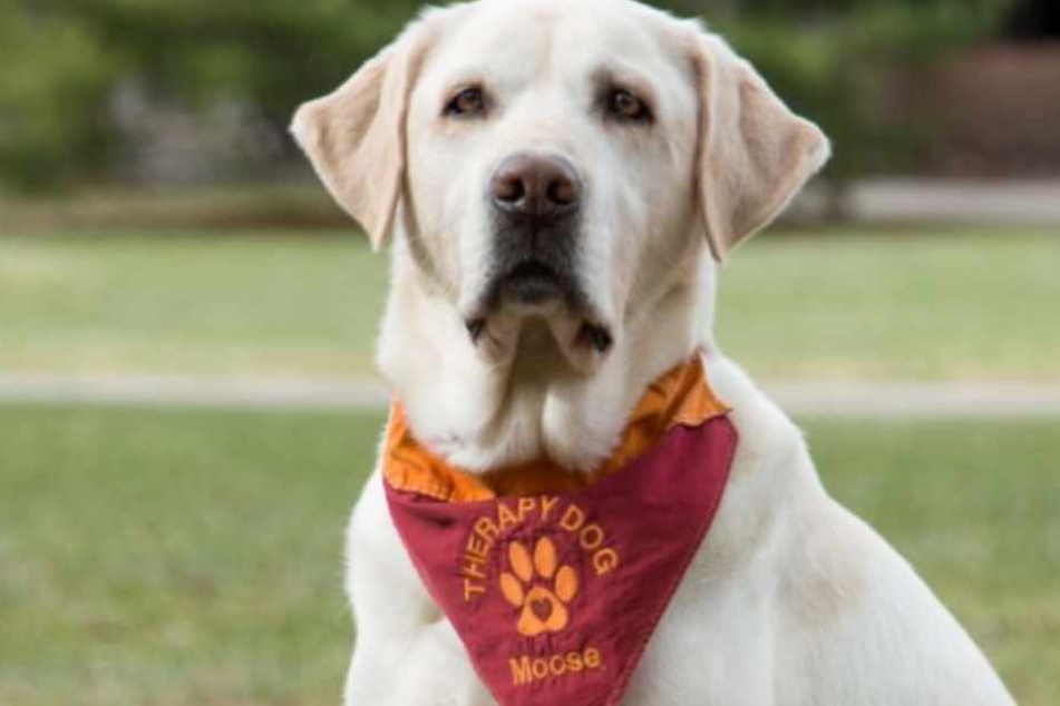 Therapiehund Moose benötigt dringend Hilfe.