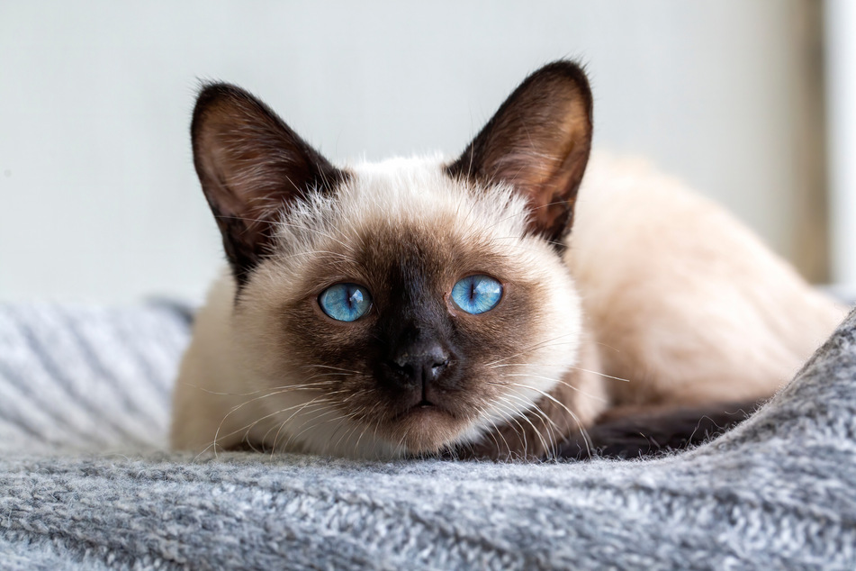 Few cats are as famous and iconic for their ears than the Siamese.