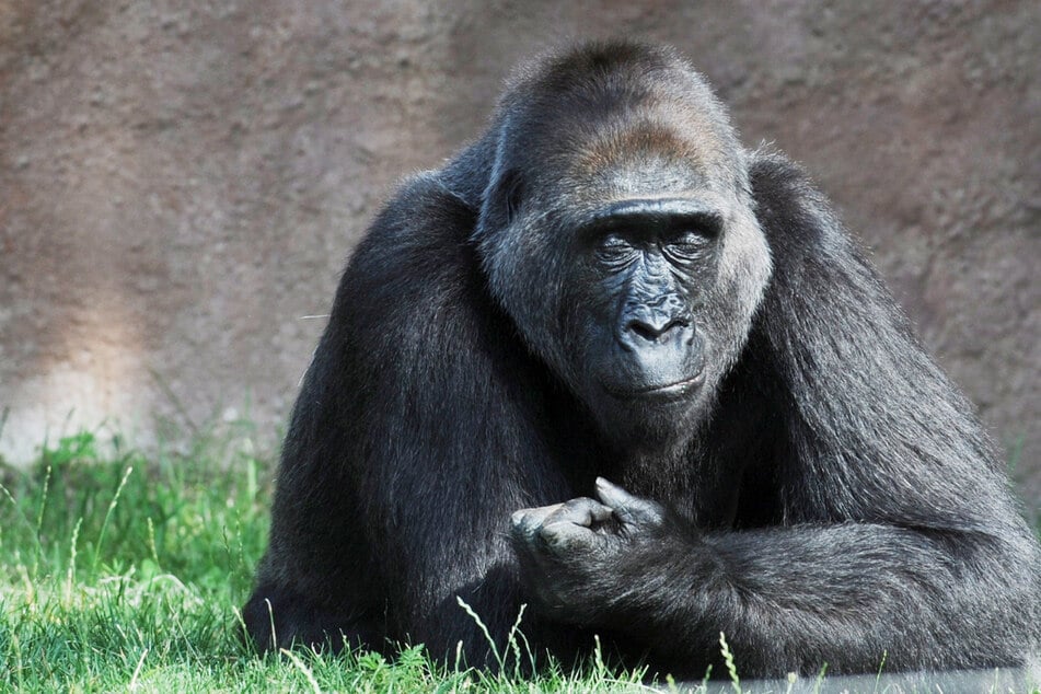 Weiterer Gorilla mit Corona infiziert: Hat er Löwen angesteckt?