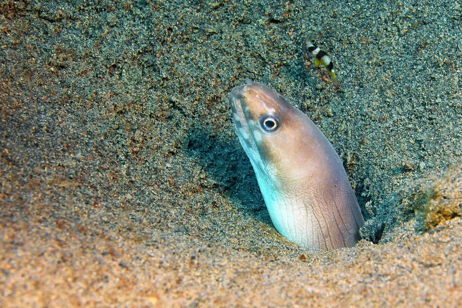 Die Aale in Tokio verstecken sich fast nur noch im Sand. Menschen erkennen sie nicht mehr.