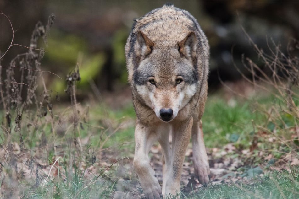 Rudel-Hoffnung im Südwesten: Ein weiterer Wolf in Baden-Württemberg ist nun sesshaft. (Symbolfoto)