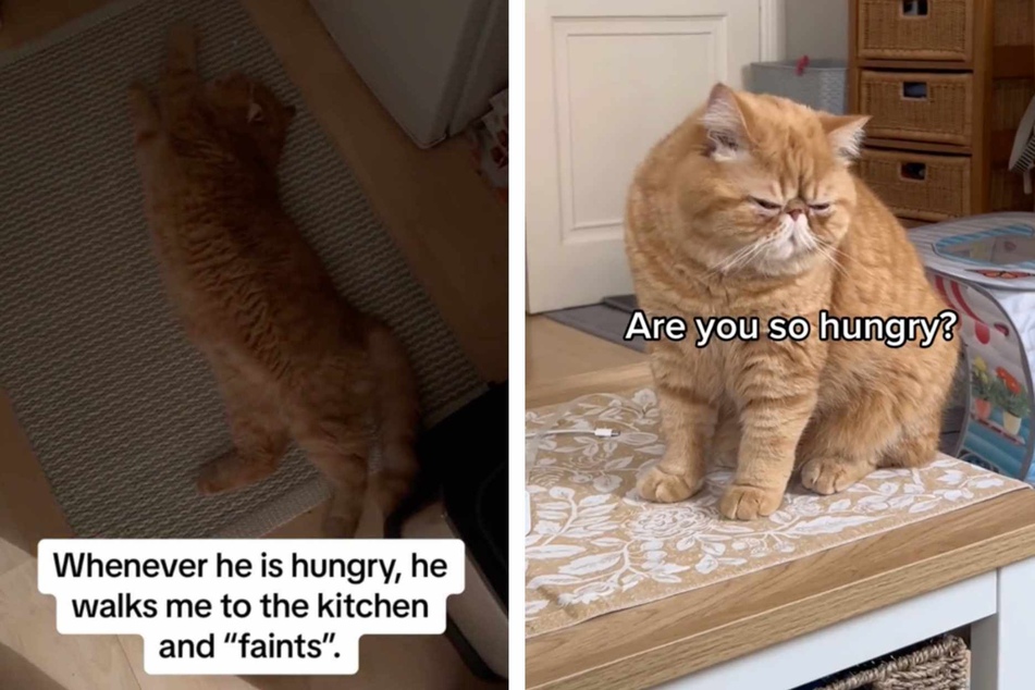 Cat's "drama queen" way of begging for food has the internet in stitches!