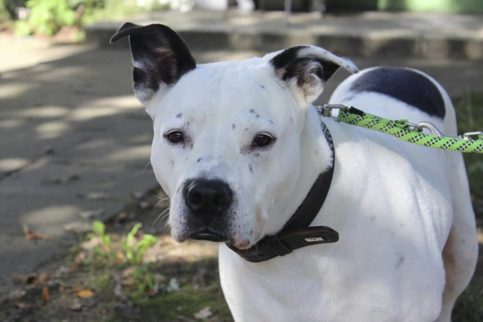 Pitbull-Mischling Kim lebt schon lange im Tierheim in Hamburg.