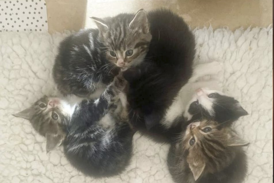 Der Vierbeiner war nicht allein, sondern Mutter von fünf Kätzchen.