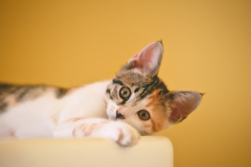 Your indoor cat can get fleas as well, so you need to be prepared.