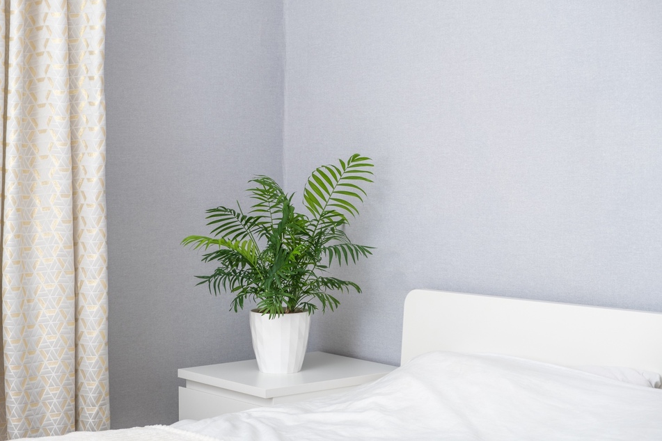 Mit Pflanzen fürs Schlafzimmer, wie der Bergpalme, sorgst Du für einen erholsamen Schlaf.