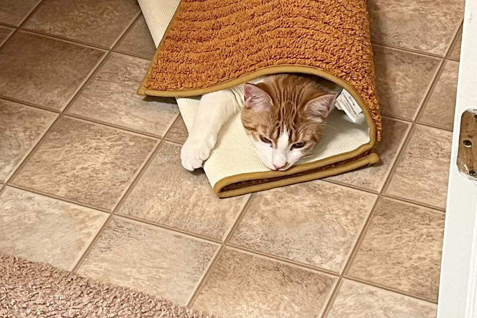 There are few places Pumpkin would rather hang out than under a bath mat.