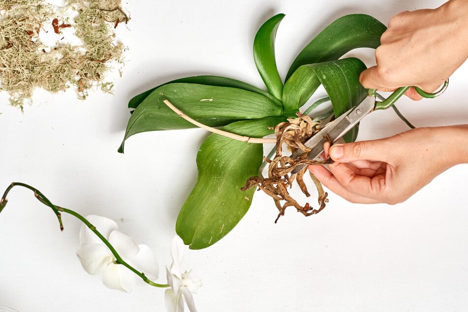 Wurzeln der Orchidee sollte man nur abschneiden, wenn sie vertrocknet oder verfault sind.