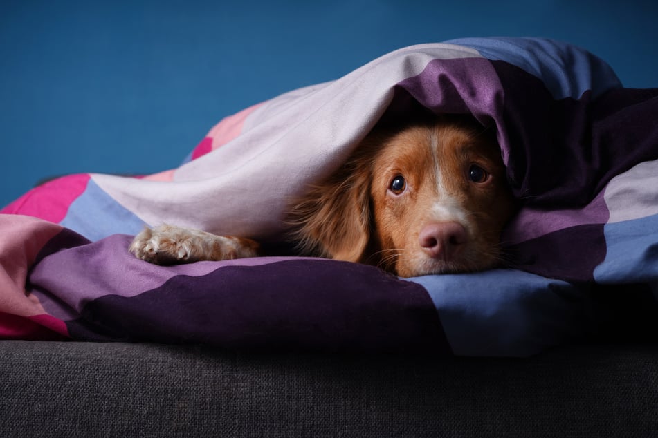 Am liebsten verkriechen: Wenn es draußen laut und grell wird, bekommen viele Hunde Angst. (Symbolbild)