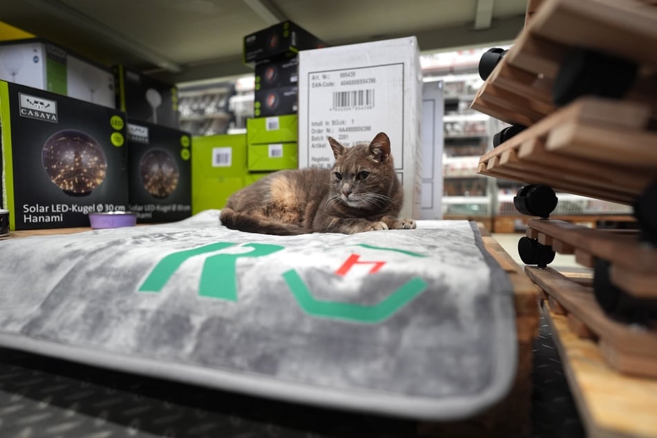Die Katze hat sogar einen eigenen Schlafplatz im Baumarkt.