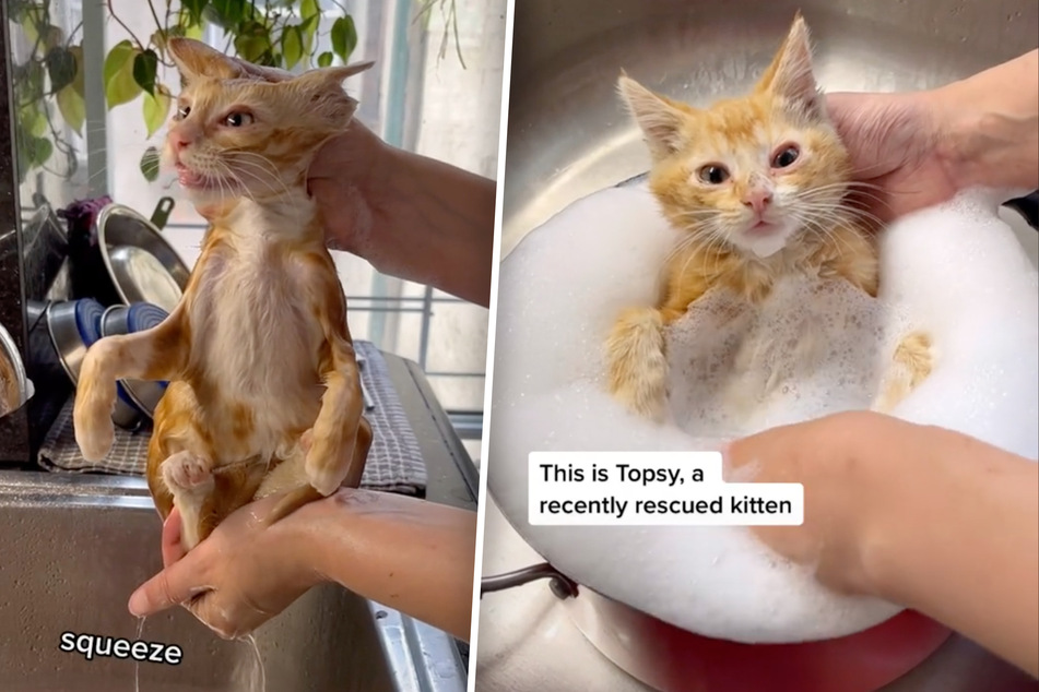 After getting a bath in a pot, Topsy stayed perfectly calm as he was rinsed off and wrung out to dry!