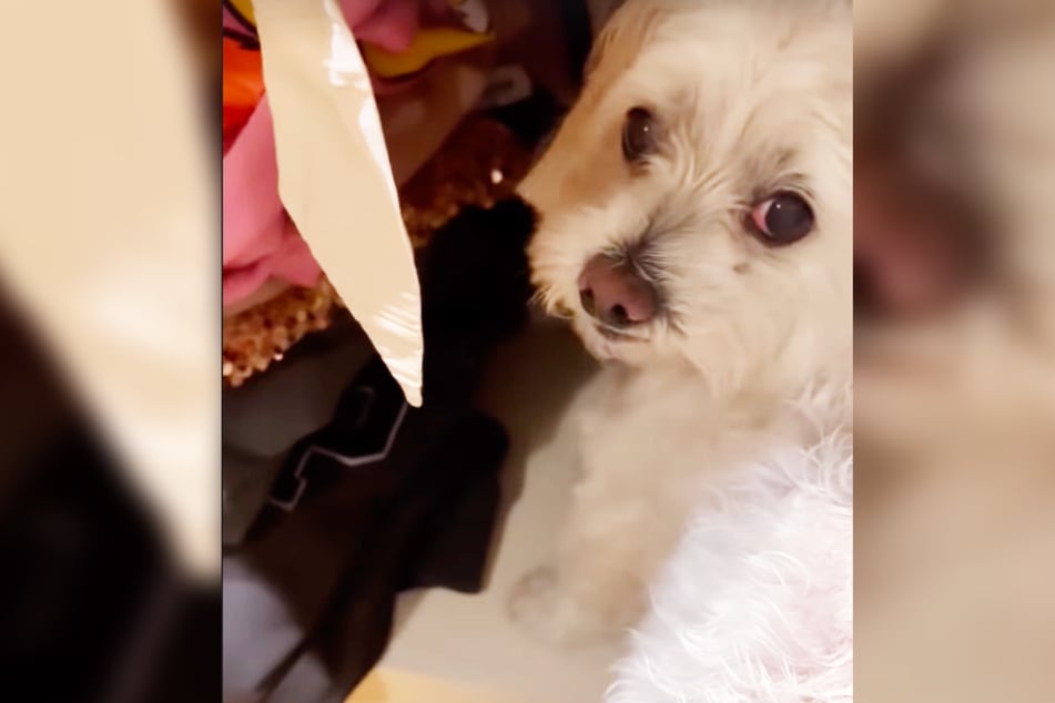 In einer weiteren Instagram-Story war dann der Hund von Mademoiselle Nicolette (35) zu sehen, der aufgeregt zwischen gefalteten Pullovern wühlte.