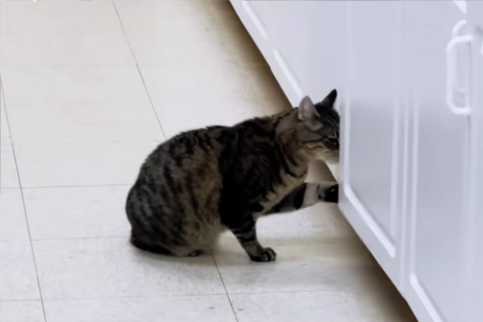 Der temperamentvolle Kater muss sich wohl nun ein neues Versteck einfallen lassen.