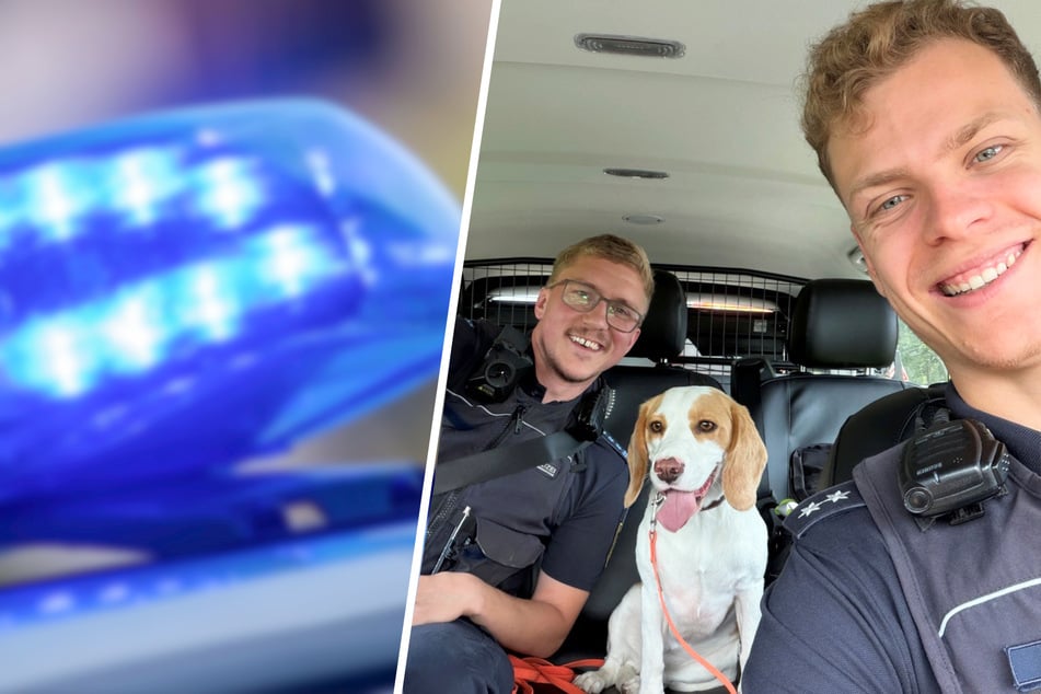 Entlaufener Beagle vor Autobahn-Tod gerettet, dann darf er auch noch bei der Polizei mitfahren