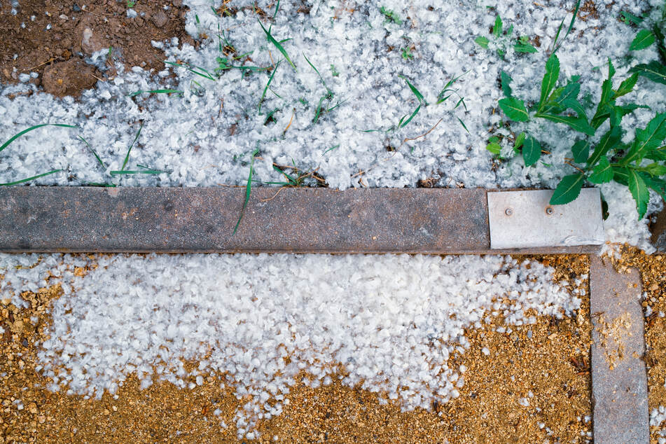 Bei dem "Schnee" handelt es sich um Pappelflaum, weiße Fasern die die Samen der Pappel umhüllen...