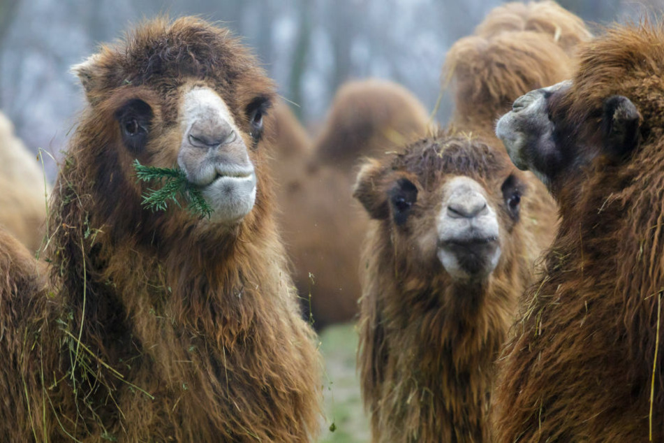 Im Tierpark Perleberg wurde am Sonntagmorgen ein Pfleger von einem Kamel gebissen. (Symbolfoto)