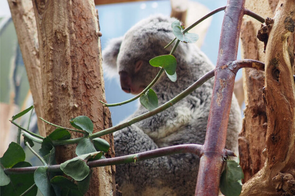 Koala-Dame Mandie (6) braucht ihren Schönheitsschlaf – komme, was wolle! (Archivbild)