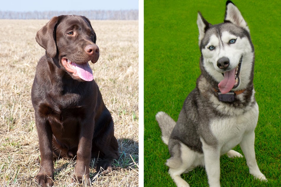 When Labrador retrievers (l.) and huskies (r.) mate, their puppies can have varied appearances.