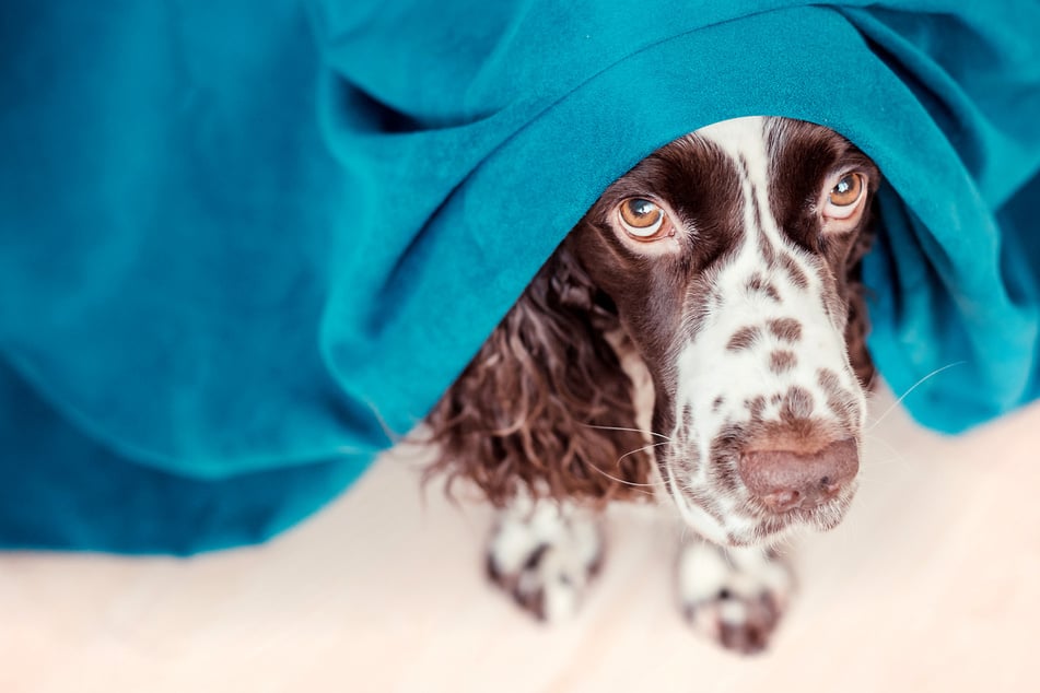 An Silvester und Neujahr wurden dreimal so viele entlaufene Hunde gemeldet wie an normalen Tagen. (Symbolbild)