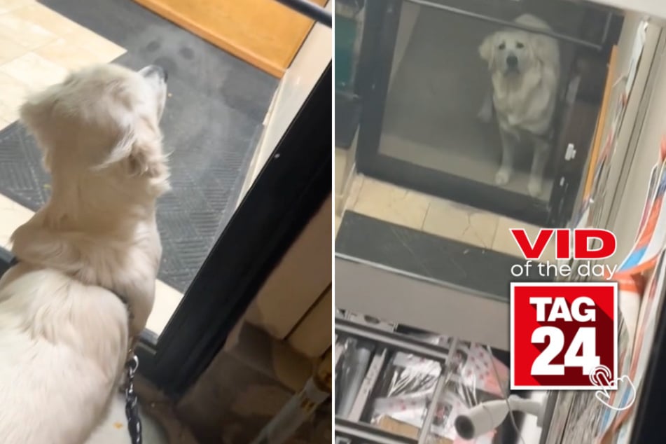 viral videos: Viral Video of the Day for October 28, 2024: Dog has silliest reaction to seeing his reflection in store mirror