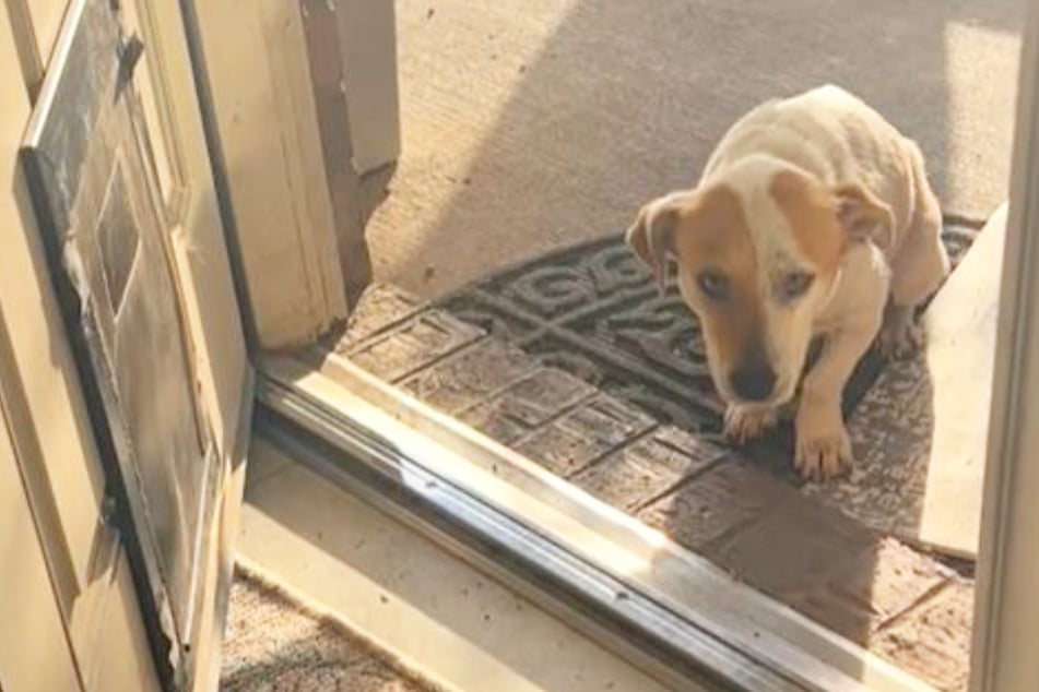 Hund traut sich vor Angst nicht in sein neues Zuhause: Dann schmelzen Herzen