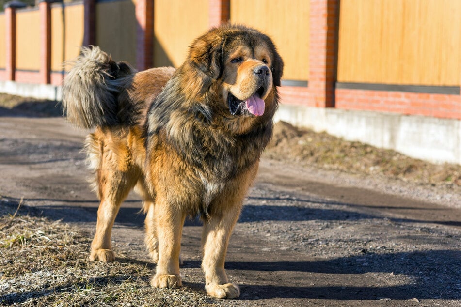 In China gelten Tibetanische Doggen als begehrtes Statussymbol.