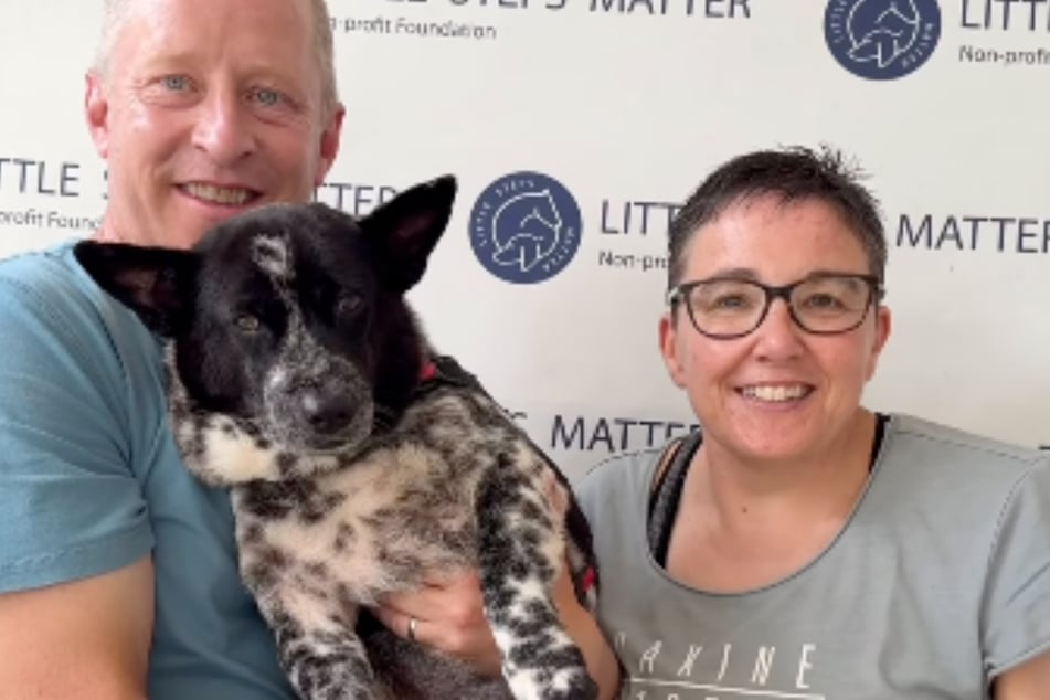 Mittlerweile wurde der Hund von einer Familie adoptiert.