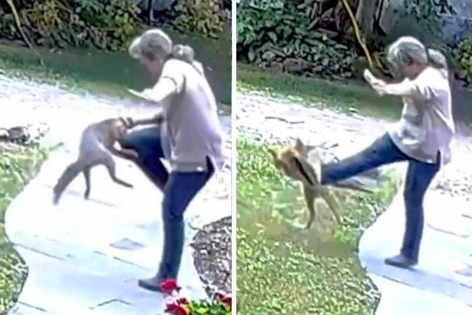Woman fights off incredibly aggressive rabid fox, Karate Kid style