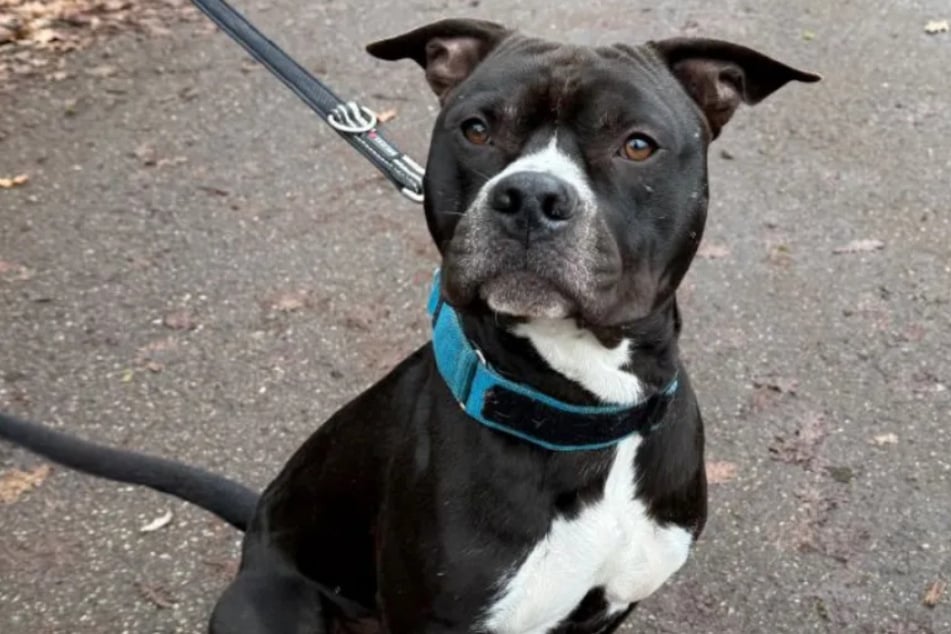 Max liebt es, wenn er Zuwendung von Menschen bekommt. Auch mit Artgenossen versteht er sich super.