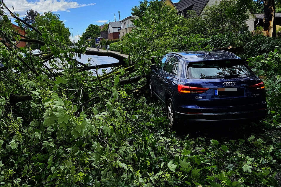 Baum stürzt auf die Fahrbahn, Audi kann nicht mehr ausweichen