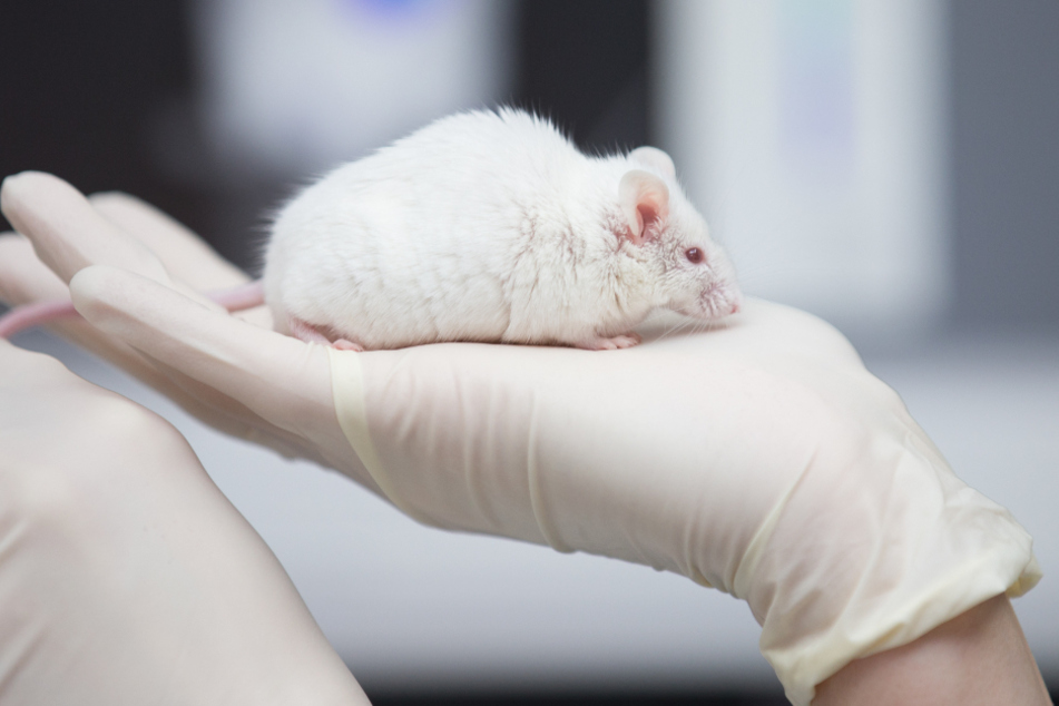 Eine wissenschaftliche Mitarbeiterin einer tierexperimentellen Forschungseinrichtung hat in einem Labor eine Maus in der Hand.
