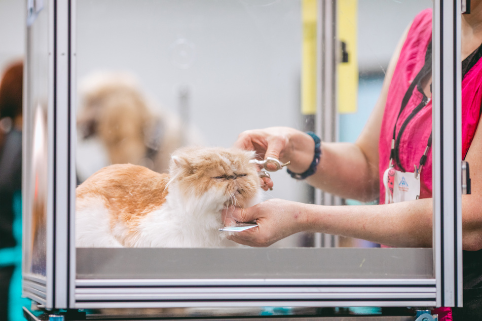 It's incredibly important to groom your cat, and brushing is a big part of that process.