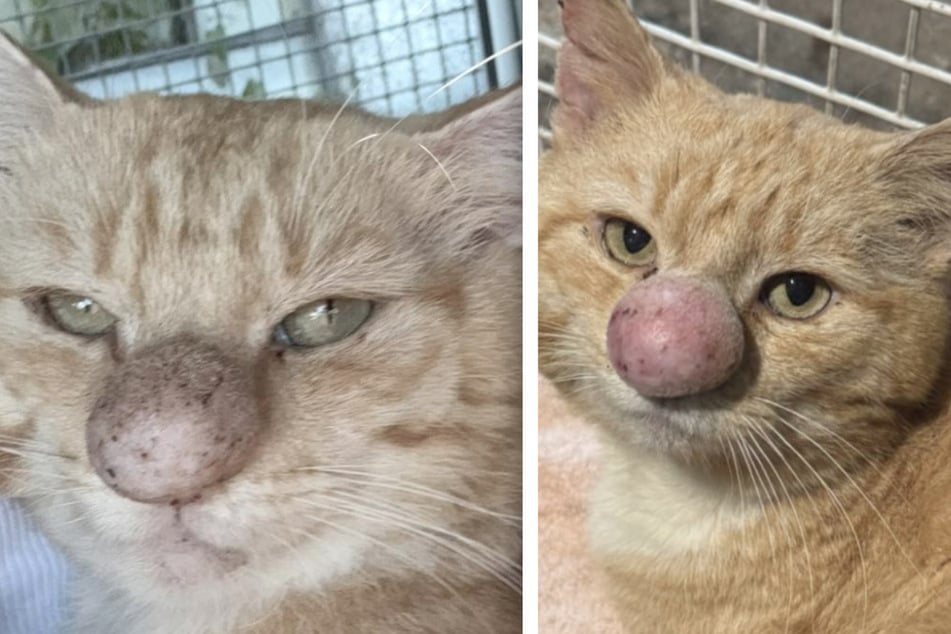 When Barney Bubble was found, his big nose was impossible to miss.