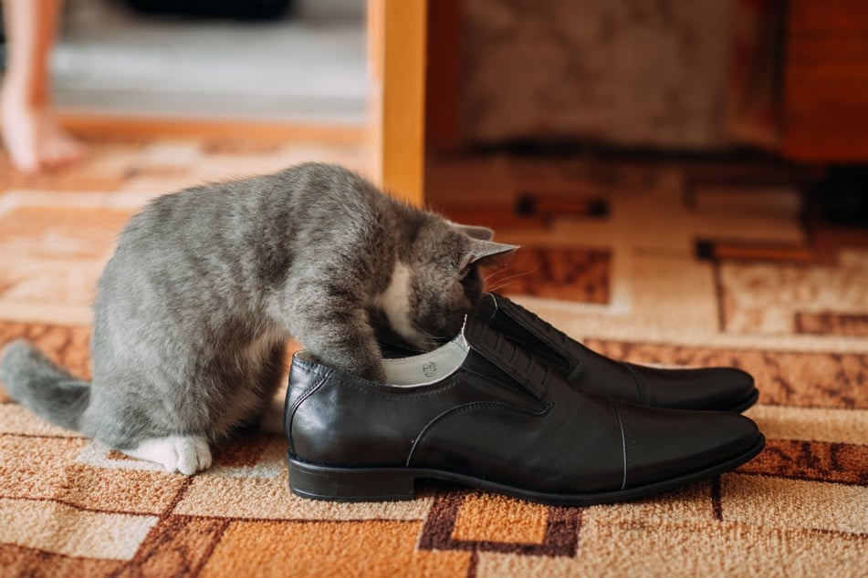 Auch kein seltenes Bild: Die Katze ist wie besessen von Schuhen.