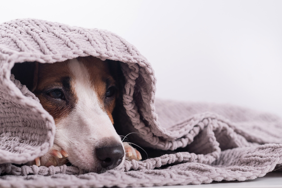 Langeweile und Traurigkeit bei Hunden können zu Lustlosigkeit sowie Müdigkeit führen.